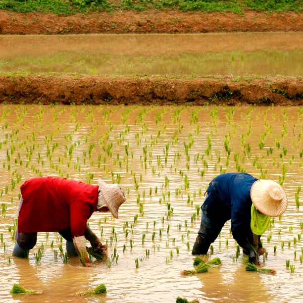 Connecting 2.5 million smallholder farmers to international markets