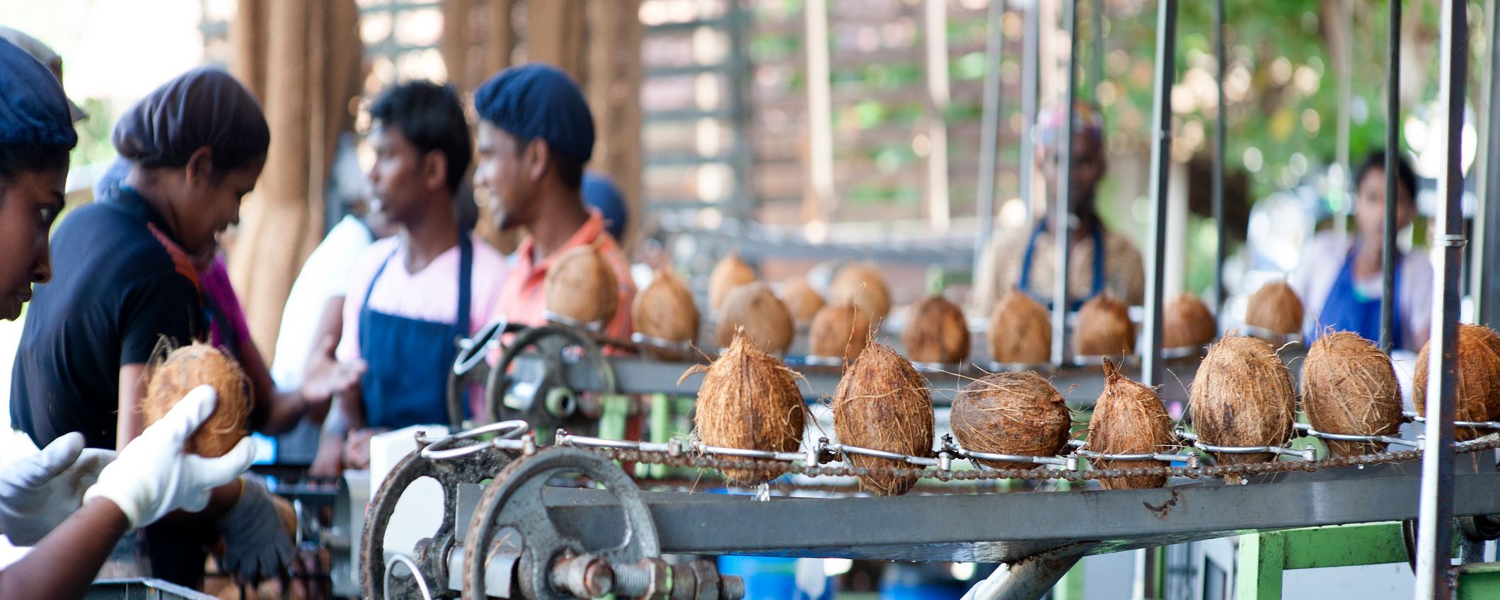 assembly line with coconuts and workers