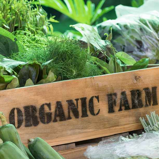 Unearthing the health impact of organic diets