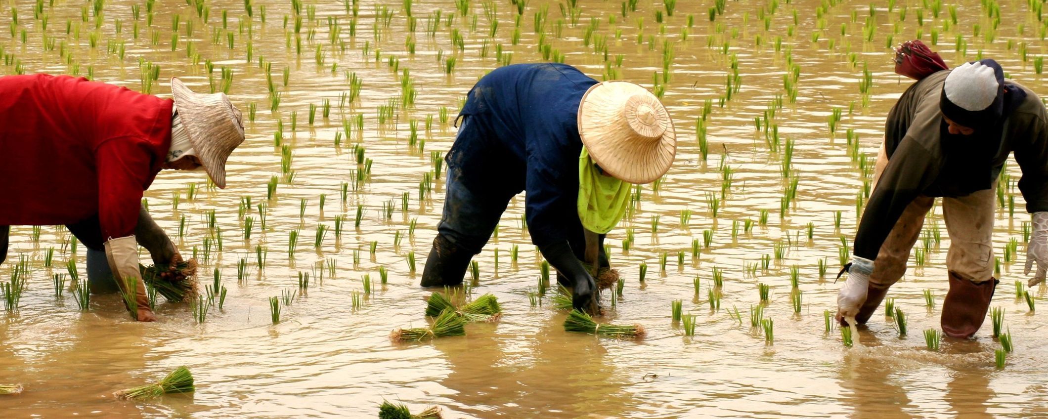 planting rice