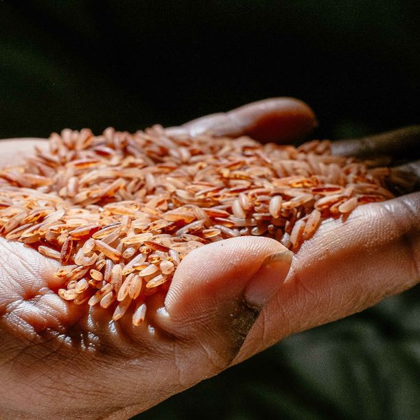 Triodos Food Transition Europe Fund exits DO IT ORGANIC