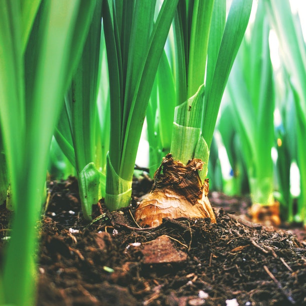 All Triodos IM funds designated as SFDR article 9 products