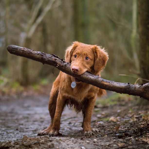 Carrot and stick, or the necessity of unequivocal regulation