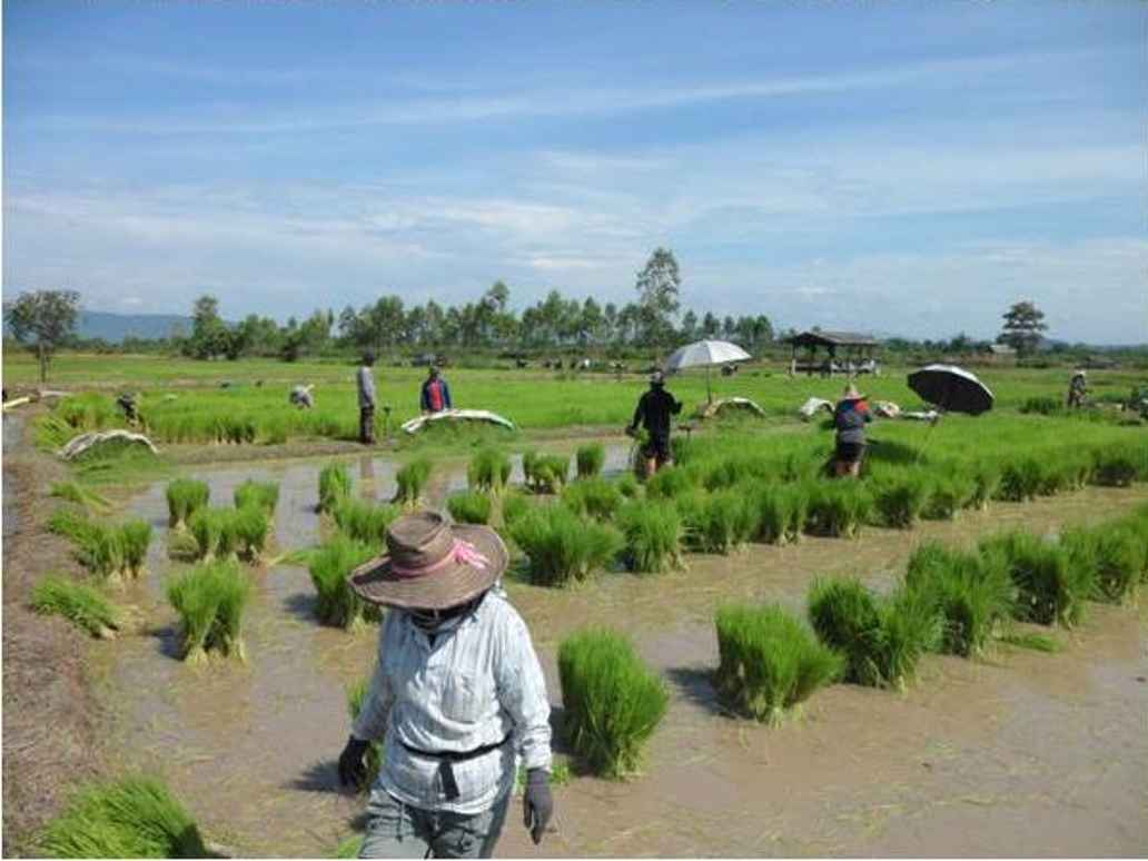 rice planting